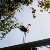 Metal Bird