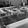Grilled Squid